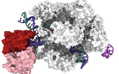 Powerful DNA Manipulation: Improved Gene Editing With New Understanding of CRISPR-Cas9 Tool